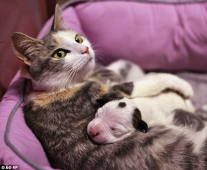 ... one of her own kittens after day-old dog was found abandoned in garage