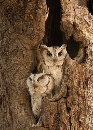 ... with the left owl who is ready for bed. See you tomorrow. via