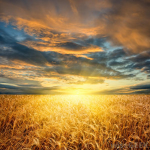 sunset over a field of wheat