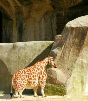 Midget Giraffe