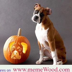 Funny Quotes About Boxer Dogs Dog