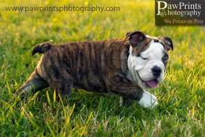 And People Too Dozer Adorable Bulldog Puppy Part