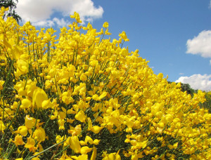 Sunny Spring Day Quotes Spanish broom on a sunny spring day