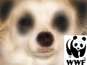 hello panda