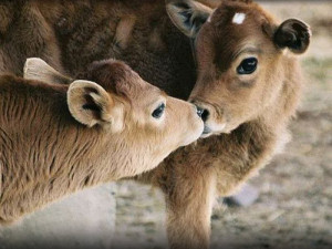 cute cows kissing android hinh desktop wallpaper download cute cows ...