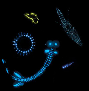 Next: Glowing Sea Beasts—Photos Shed Light on Bioluminescence