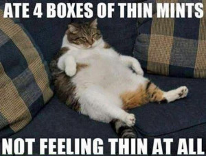 thin mints not feeling thin cat hilarious