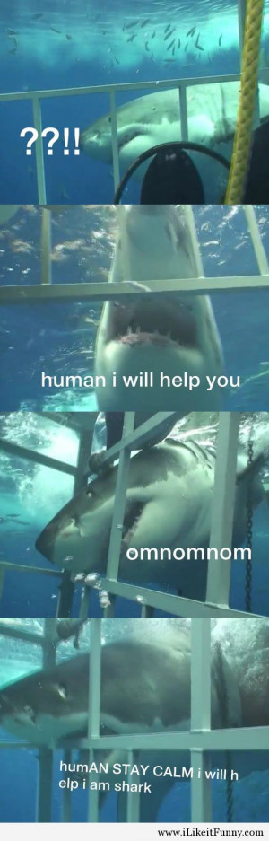 funny-shark-metal-cage-water