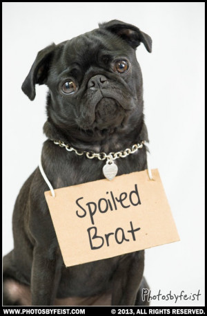 pug with a Tiffany necklace wears a sign saying, 