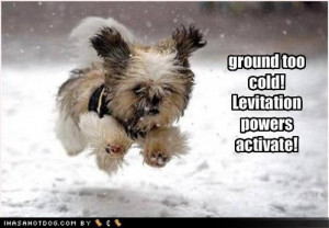 Dogs Funny Photos on Funny Dogs Running Snow Image Photo Picture