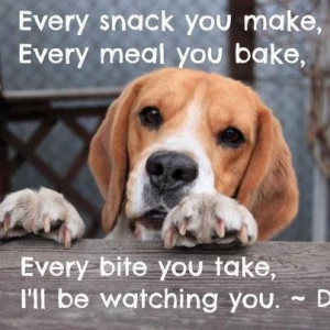 Beagle, eyes, sayings, quotes