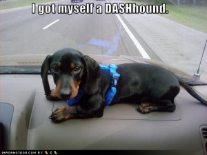 dachshund dashhound puppy
