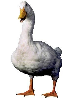 The mascot for Aflac Insurance Company is the Aflac Duck who became ...