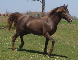 The Rocky Mountain Stallion