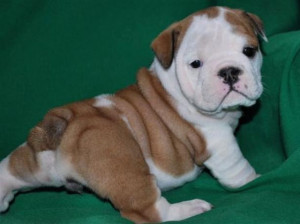 bulldog puppy