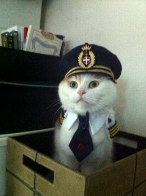 captain cat sailor