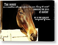 Art Of Riding Quotes Canvas Prints - NOBLE STALLION quote Canvas Print ...