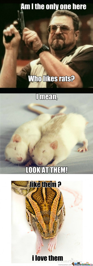 Rat Meme
