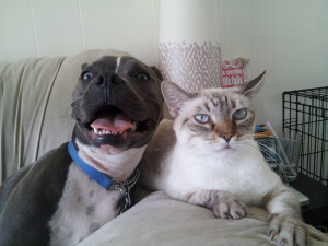 Happy Pitbull Poses With Annoyed Sister Cat
