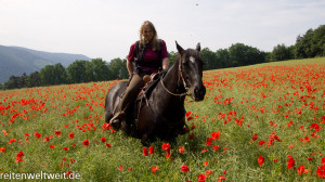 ... Galleries: Funny Horse Pictures With Sayings , Horse Pictures