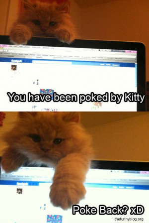 Funny facebook cat