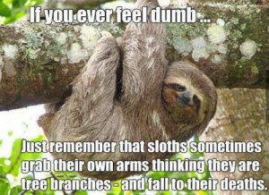 ... Dumb, Fun Facts, Funny Stuff, Three-To Sloths, Funny Memes, Animal