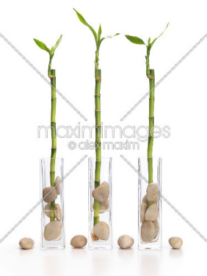Bamboo Plant Sprouting Out