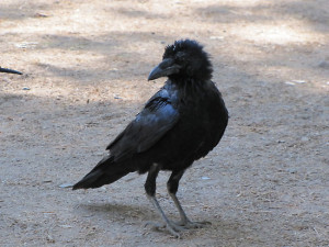 old black crow