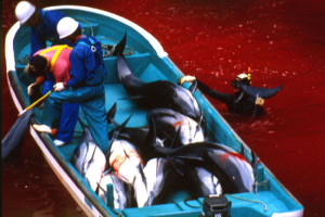 Hunters hauling dead and dying dolphins aboard a boat---Brooke ...