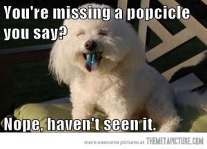 Funny photos funny dog blue tongue