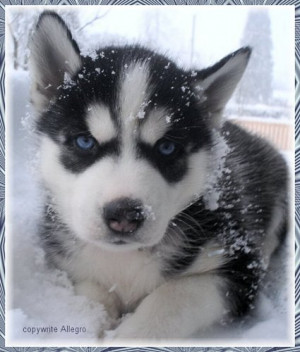 Cute Husky Puppy In The Snow
