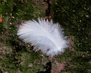 Feather, Down Feather, White, Fluffy, Light