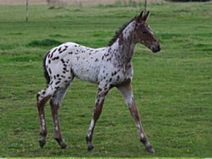 Appaloosa Horse Photo