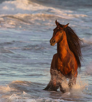 Ocean Horse at Sunset Fine Art Horse Photograph by Carol Walker www ...