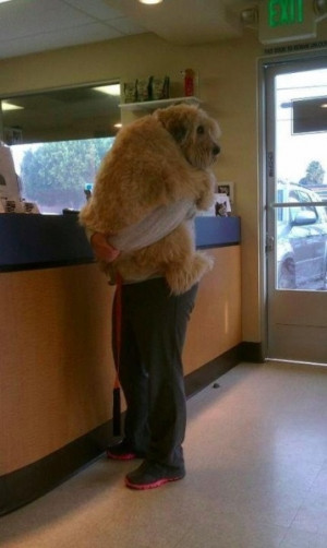 Reminds me so much of my dog, Sammy! Big Dog hug!!!