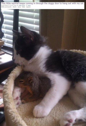 Cute Kitten and Squirrel Cuddling