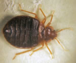 our bed bug calls are up over 500 % this year nationwide bed bugs are ...