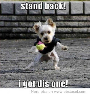 Funny Animals | Top 29 Most Funniest animals Quotes