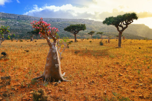 Socotra Island 7O2A Tourist attractions