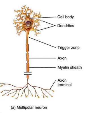 Unipolar Bipolar and Multipolar Neurons