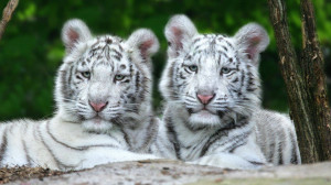 White Tiger Cubs Wallpaper - Tigers Wallpaper