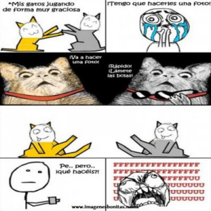 Gatos Memes Para Facebook En Espa ol gt gt Memeandocom Picture
