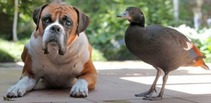 ... Finds An Unlikely Friend In Romeo A Boxer Dog - A Place to Love Dogs