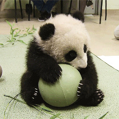 animals Panda animal bear gifset Pandas baby panda panda bear