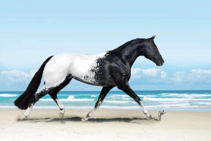 appaloosa
