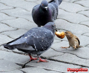 Funny Looking Bird Pictures