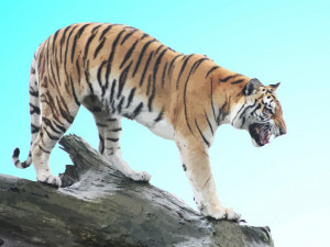 Tigers And Big Cats Danger
