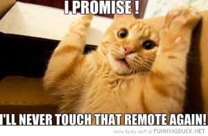 funny-promise-not-touch-remote-again-cat-animal-pics.jpg