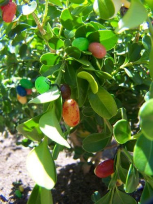 seriously fun easter candies trees beans trees cut easter crafts cute ...