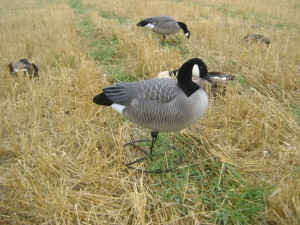Thread: the lesser are killing geese